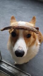 Playing with my Treat