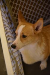 Odin 1