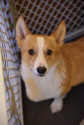 Odin 2