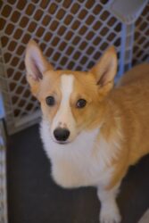 Odin 3