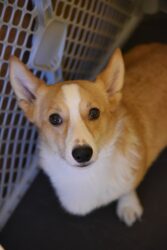 Odin 5