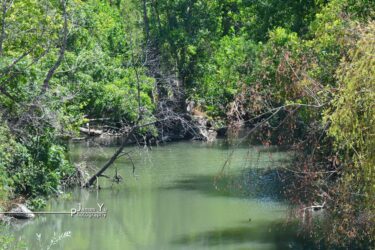 Local Creek Local Creek