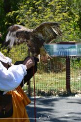 Take Flight Take Flight