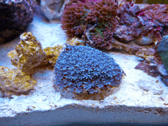 Blue Star Polyps
