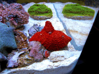 Red Mushroom