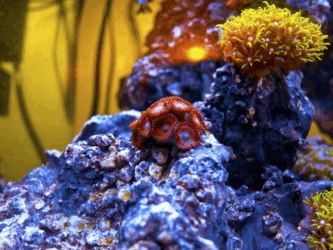 Candy Red Zoanthids