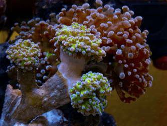Frog Spawn Coral