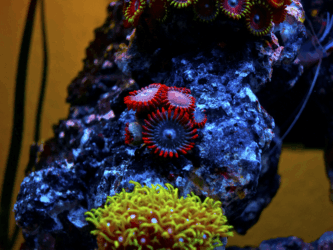 Clementine Zoanthids