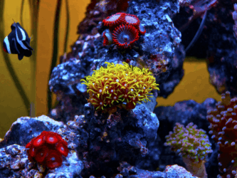 Green Star Polyps