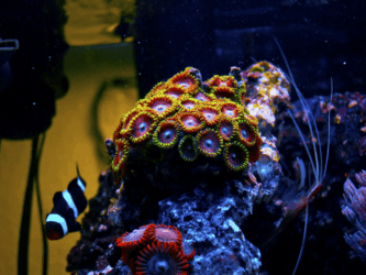 Eagle Eye Zoanthids