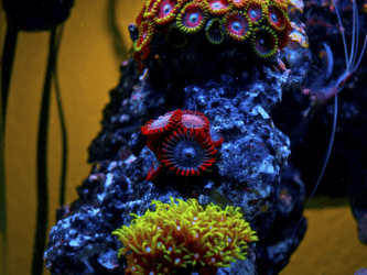 Clementine Zoanthids