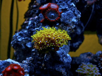 Green Star Polyps