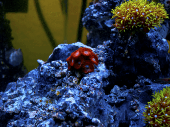 Candy Red Zoanthids