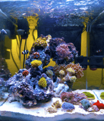 Nano Reef