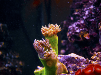 Tubastrea Sp. Coral