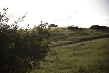 Calaveras 7