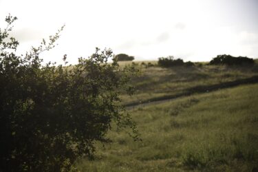 Calaveras 8