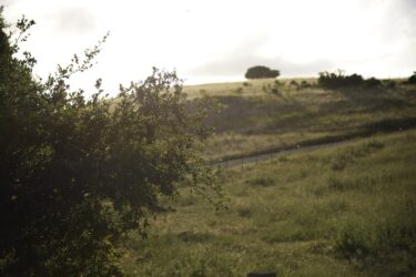 Calaveras 11