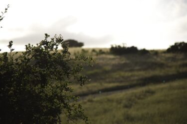 Calaveras 13