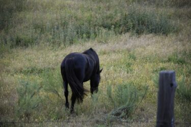Black Horse