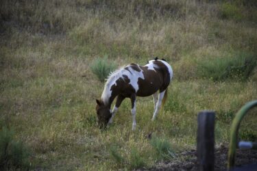 Cow Horse