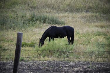Black Beauty 2